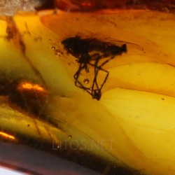 Ámbar con insectos  - Litos