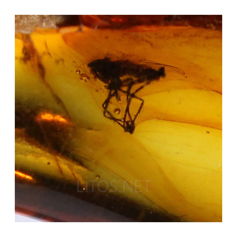 Ámbar con insectos  - Litos