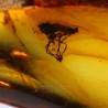 Ámbar con insectos  - Litos