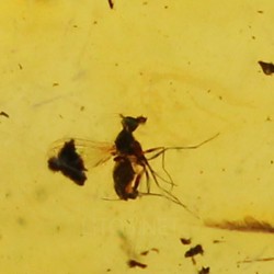 Ámbar con insectos  - Litos