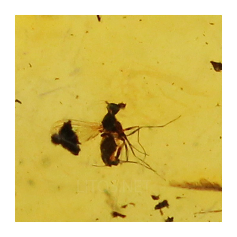 Ámbar con insectos  - Litos