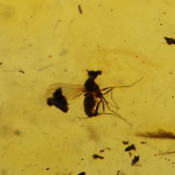 Ámbar con insectos  - Litos