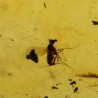 Ámbar con insectos  - Litos