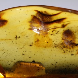 Ámbar con insectos  - Litos