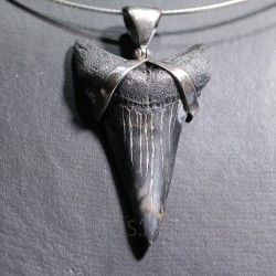 Carcharocles colgante - Litos