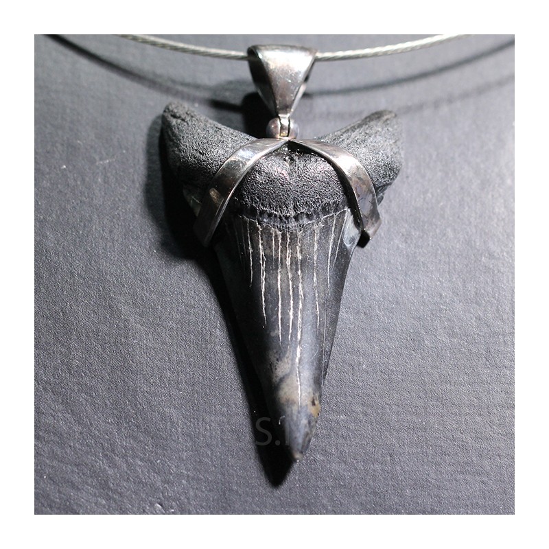 Carcharocles colgante - Litos