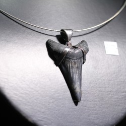 Carcharocles colgante - Litos