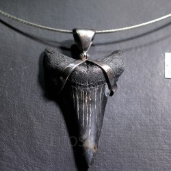 Carcharocles colgante - Litos