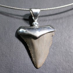 Carcharocles colgante - Litos