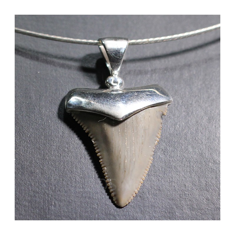 Carcharocles colgante - Litos