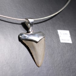 Carcharocles colgante - Litos