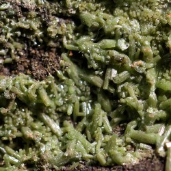 Piromorfita Asturias