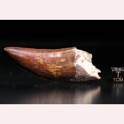 Carcharodontosaurus Saharicus dinosaurio