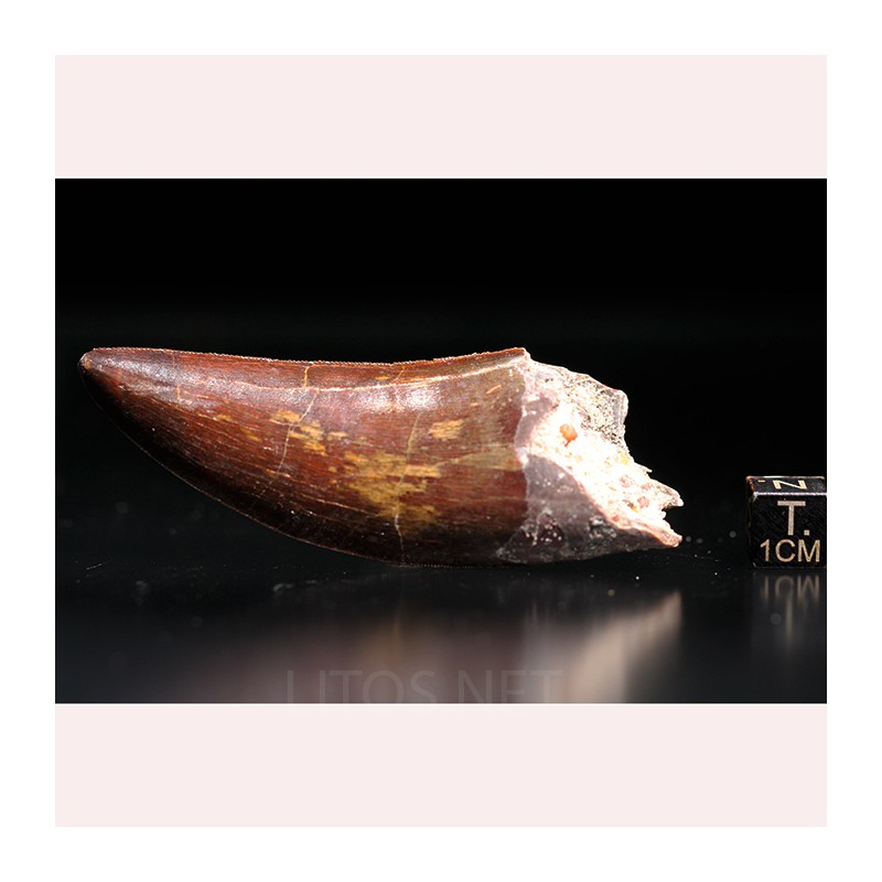 Carcharodontosaurus Saharicus dinosaurio