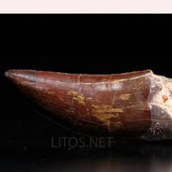 Carcharodontosaurus Saharicus dinosaurio