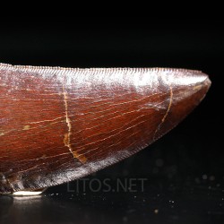 Carcharodontosaurus Saharicus dinosaurio