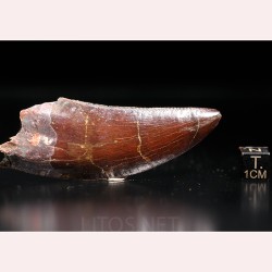 Carcharodontosaurus Saharicus dinosaurio