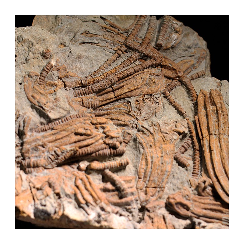 Crinoideo fosil