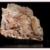 Crinoideo fosil