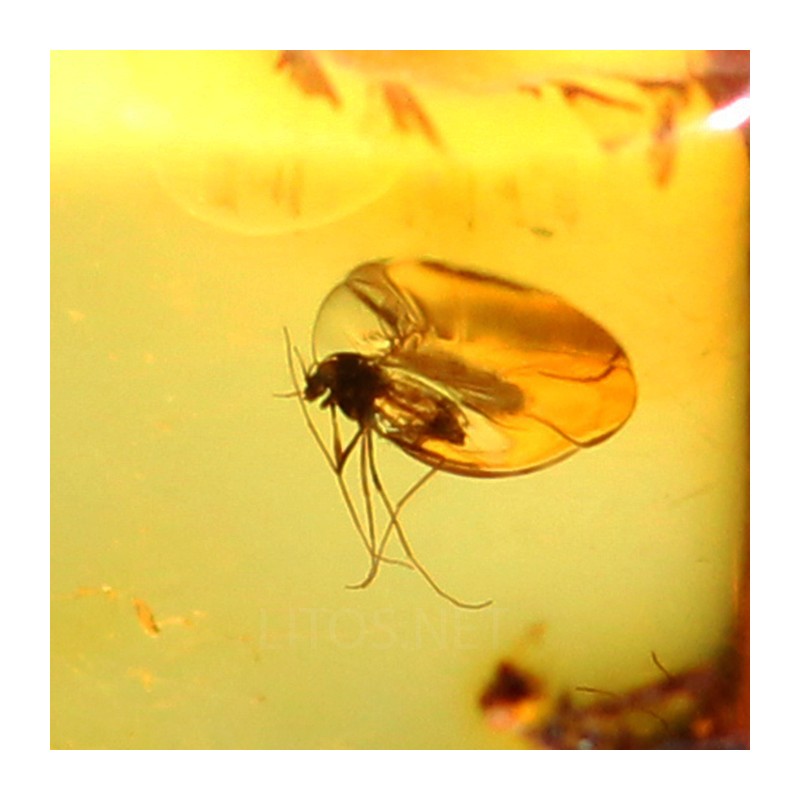 Ámbar con insectos  - Litos