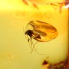 Ámbar con insectos  - Litos
