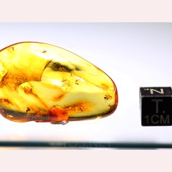 Ámbar con insectos  - Litos