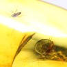 Ámbar con insectos  - Litos
