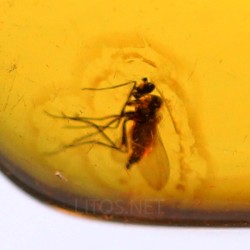 Ámbar con insectos  - Litos