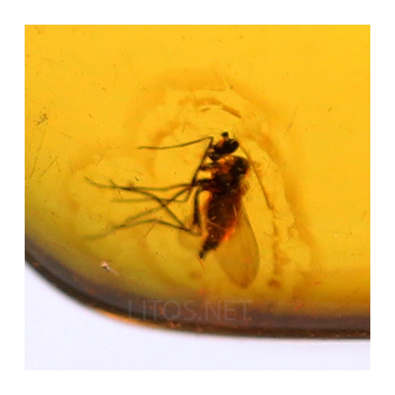 Ámbar con insectos  - Litos