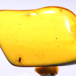 Ámbar con insectos  - Litos