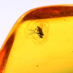 Ámbar con insectos  - Litos
