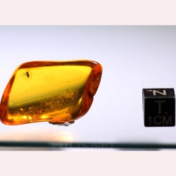 Ámbar con insectos  - Litos