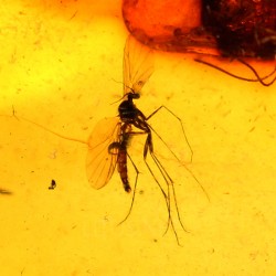 Ámbar con insectos  - Litos