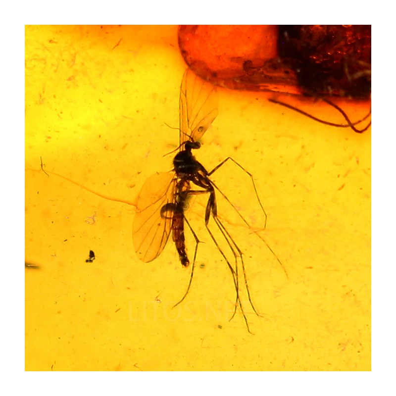 Ámbar con insectos  - Litos