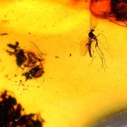 Ámbar con insectos  - Litos