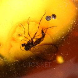 Ámbar con insectos  - Litos