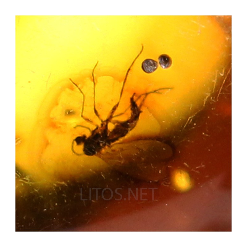 Ámbar con insectos  - Litos
