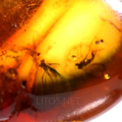 Ámbar con insectos  - Litos