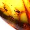 Ámbar con insectos  - Litos