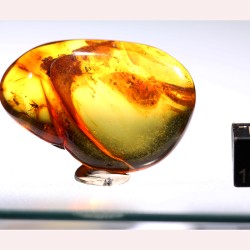 Ámbar con insectos  - Litos