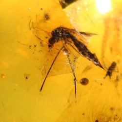 Ámbar con insectos  - Litos