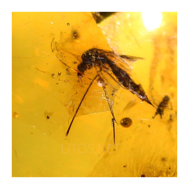 Ámbar con insectos  - Litos