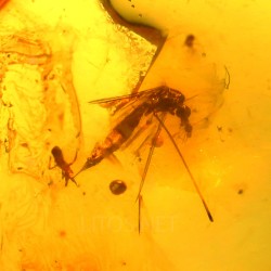 Ámbar con insectos  - Litos