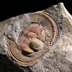 Declivolithus alfredi