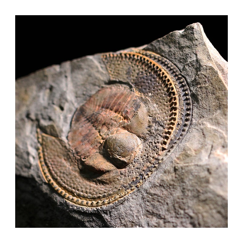 Declivolithus alfredi