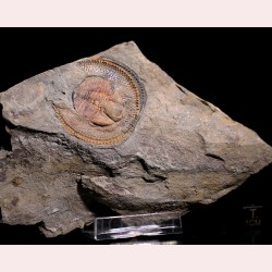 Declivolithus alfredi