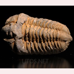 Colpocoryphe grandis