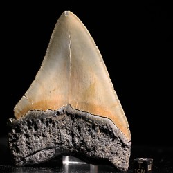 Carcharocles megalodon fosil