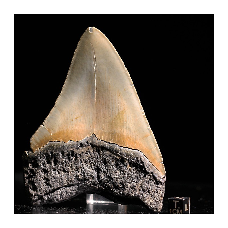 Carcharocles megalodon fosil