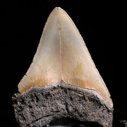 Carcharocles megalodon fosil